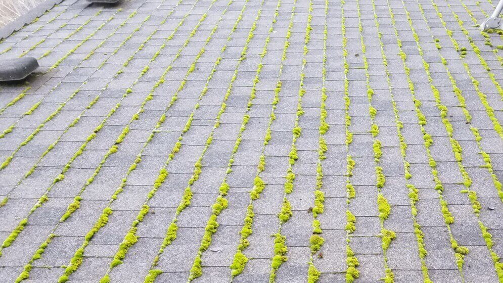 Gutter-Cleaning-danshaplandscape-before