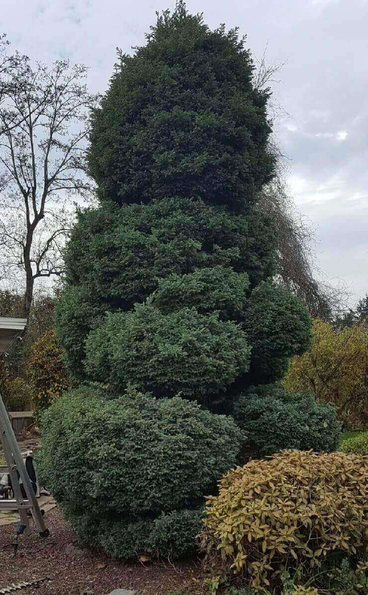 Landscaping-Services-before-Danshaplandscape
