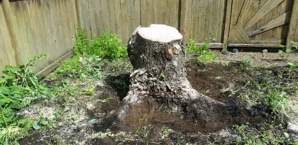 Stump-Grinding-danshaplandscape-before