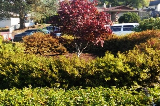 Trimming-Pruning-services-danshaplandscape-before